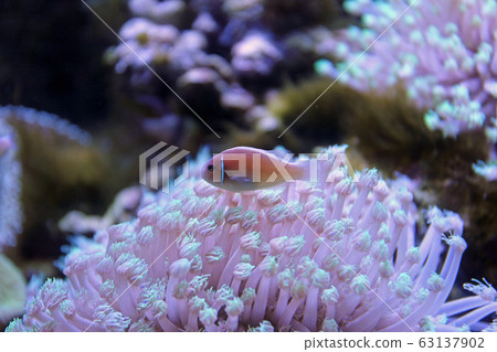 Aquarium fish Aquarium fish 63137902