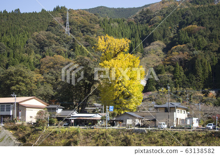 宮佐野五木村銀杏 宮佐野五木村銀杏 63138582