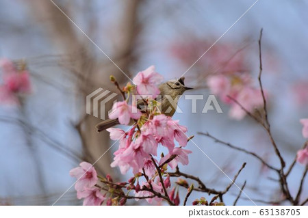 冠羽畫眉鳥(Yuhina brunneiceps) 是台灣特有種 冠羽畫眉鳥(Yuhina brunneiceps) 是台灣特有種 63138705