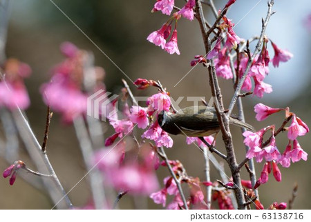 冠羽畫眉鳥(Yuhina brunneiceps) 是台灣特有種 冠羽畫眉鳥(Yuhina brunneiceps) 是台灣特有種 63138716