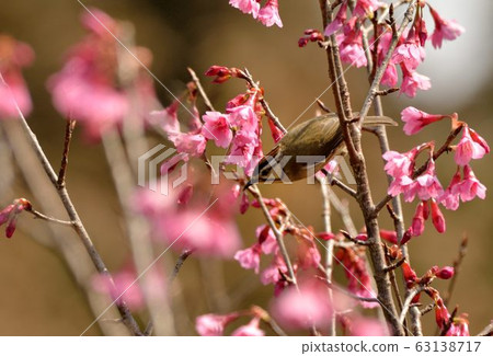 冠羽畫眉鳥(Yuhina brunneiceps) 是台灣特有種 63138717