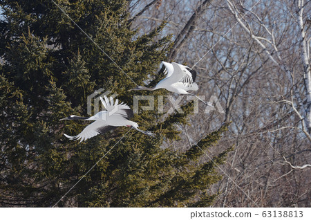Displacement of cranes and parents (Hokkaido, Tsurui) Displacement of cranes and parents (Hokkaido, Tsurui) 63138813