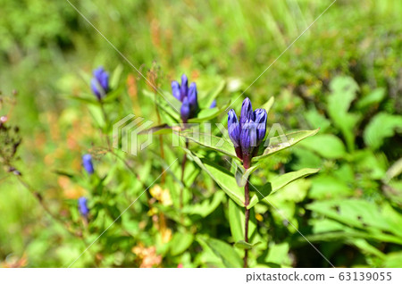 Oyama gentian Oyama gentian 63139055