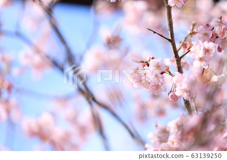 月瀨白林紅梅（奈良縣） 63139250