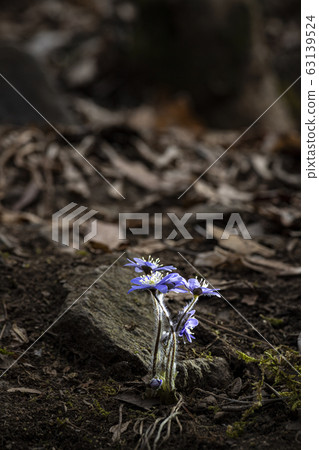Wildflower revenge beewind flower blue deer Wildflower revenge beewind flower blue deer 63139524