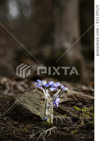 Wildflower revenge beewind flower blue deer Wildflower revenge beewind flower blue deer 63139525