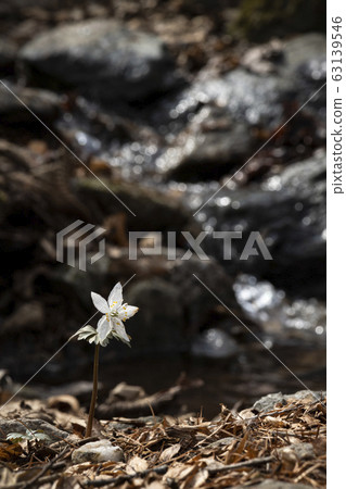 野花復仇beewind花藍色鹿 野花復仇beewind花藍色鹿 63139546