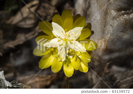野花復仇beewind花藍色鹿 野花復仇beewind花藍色鹿 63139572