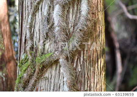 Vine crawling on a large cedar tree Vine crawling on a large cedar tree 63139659