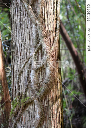 Vine crawling on a large cedar tree Vine crawling on a large cedar tree 63139660