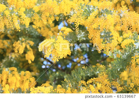 金合歡花 63139667