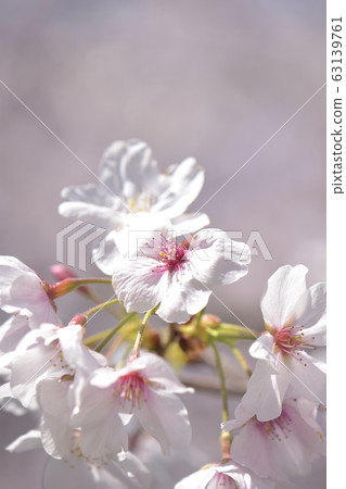 名古屋城堡櫻花盛開 名古屋城堡櫻花盛開 63139761