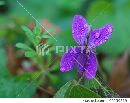 雨後的紫羅蘭花（水滴） 63139819