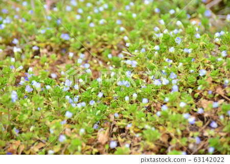 波斯Speedwell 63142022