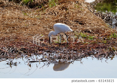 Waterside Birds: Little Egret: Milky Way 63143815