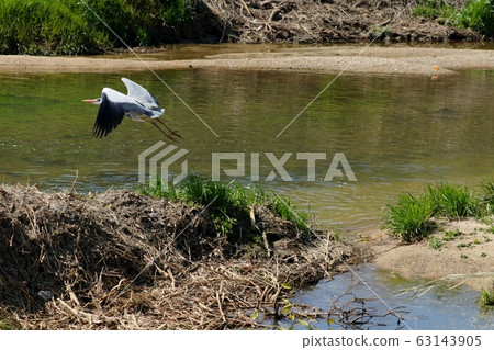 水邊鳥：蒼鷺：飛走 63143905