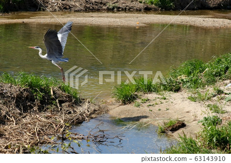 水邊鳥:蒼鷺:飛走 水邊鳥:蒼鷺:飛走 63143910
