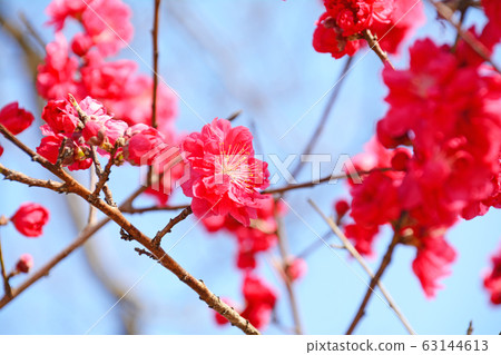  Peach blossoms 63144613
