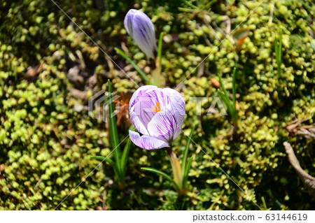 Crocus 63144619
