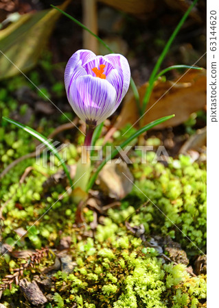 Crocus 63144620