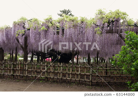 Ooto of Tamaki Shrine Ooto of Tamaki Shrine 63144800