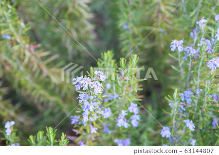 Rosemary Flower 63144807
