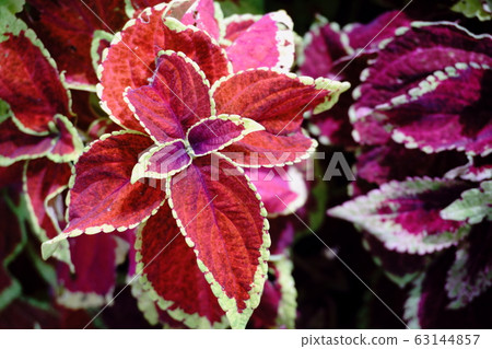 錦紫蘇種植在小花壇上 63144857