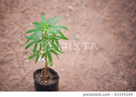 Marijuana growing in pot for planting marijuana 63145284