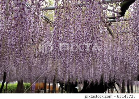 Ooto of Tamaki Shrine Ooto of Tamaki Shrine 63145723