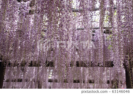 Ooto of Tamaki Shrine 63146046