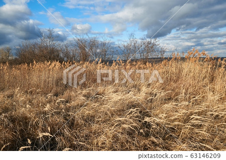 Dry autumn meadow and bushland 63146209