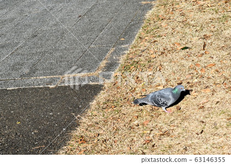 Kawarabat walking on the grass Kawarabat walking on the grass 63146355