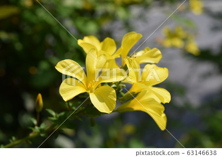 Kivanama Kivanama 63146638