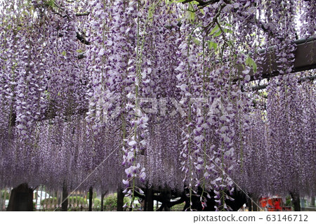 Ooto of Tamaki Shrine Ooto of Tamaki Shrine 63146712