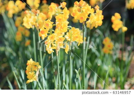 黃水仙花 黃水仙花 63146957