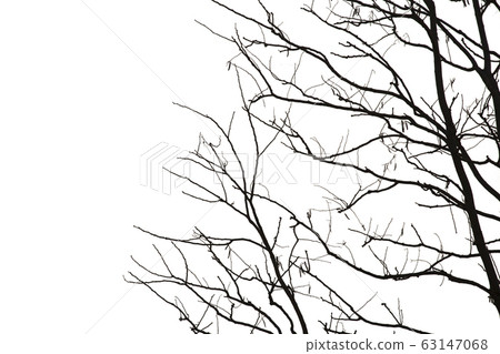 Dead branches , Silhouette dead tree or dry tree  63147068