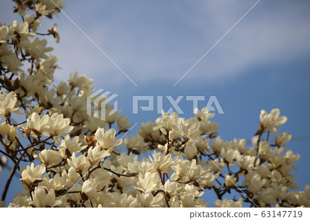 春天木蘭 春天木蘭 63147719