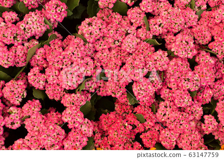 Close up beautiful small pink flowers background. Close up beautiful small pink flowers background. 63147759
