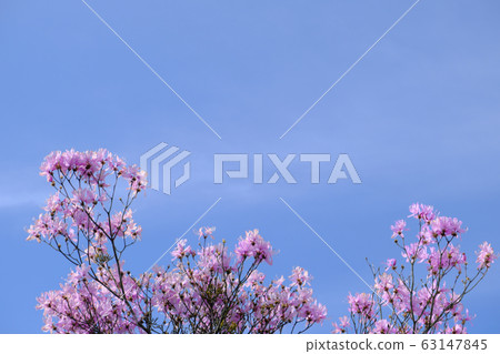 在藍色背景上綻放的岩通寺 63147845