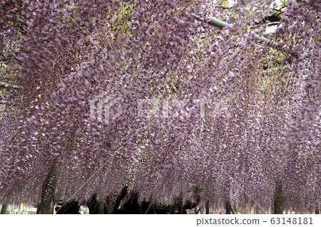 Ooto of Tamaki Shrine Ooto of Tamaki Shrine 63148181