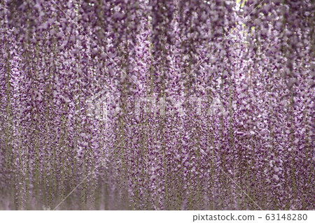 Wisteria of Aoba Garden Wisteria of Aoba Garden 63148280