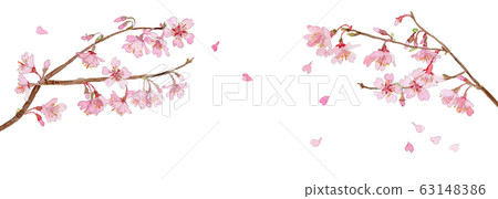 櫻花樹枝水彩 63148386