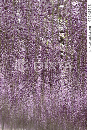 Wisteria of Aoba Garden Wisteria of Aoba Garden 63148468