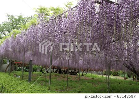 Wisteria of Aoba Garden Wisteria of Aoba Garden 63148597