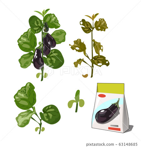 Set of stages of life of a agricultural plant eggplant isolated on white background. Paper packaging for storage of seeds. Vector cartoon close-up illustration. 63148685
