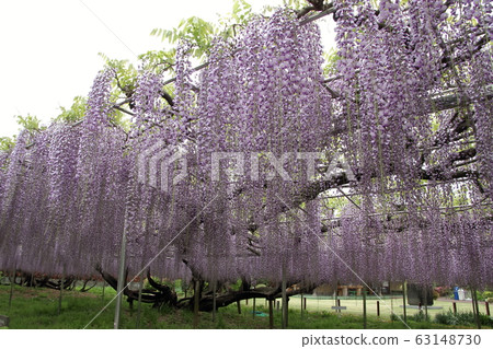 Wisteria of Aoba Garden Wisteria of Aoba Garden 63148730