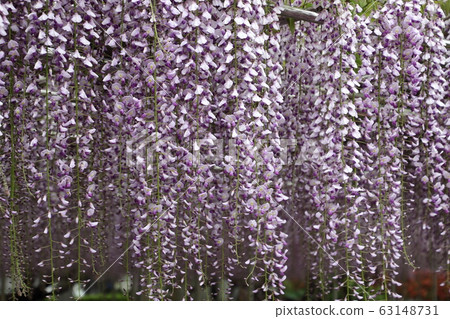 Wisteria of Aoba Garden 63148731