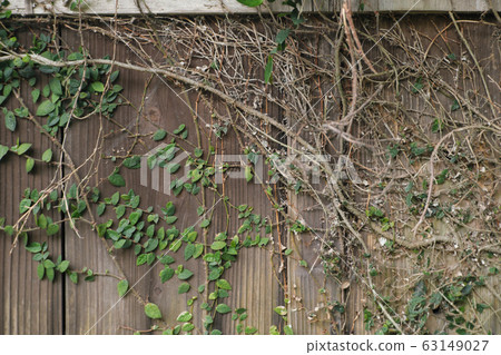Texture of vines crawling on the wall Texture of vines crawling on the wall 63149027