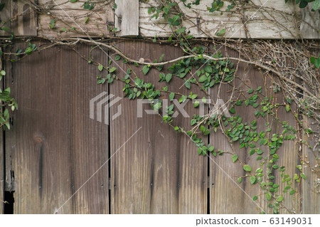 Texture of vines extending on the wall of a tree Texture of vines extending on the wall of a tree 63149031