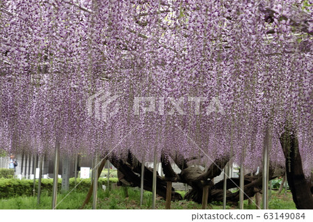 Wisteria of Aoba Garden 63149084